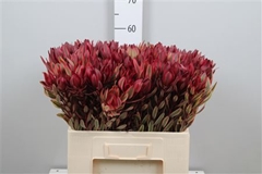 Leucad Jester 60cm