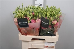 Eus G Rosi Champagne 70cm