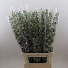 Delph Du Diva Green 120cm 23