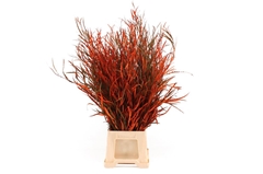 Decorgr Klb Pb 21% 80cm 250gram