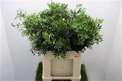 Pistacia Overig (blad) 60cm