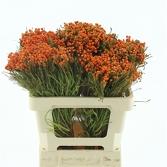 Snijbloemen Klb H% 50cm