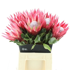 Protea Madiba 50cm
