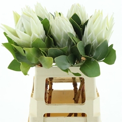 Protea Cy Arctic Ice 60cm