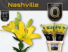 Li La Nashville 90cm 55+