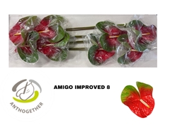 Anth A Amigo Improve 18cm Ø