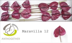 Anth A Maravilla 13cm Ø