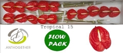 Anth A Tropical 7cm Ø
