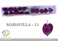 Anth A Maravilla 7cm Ø