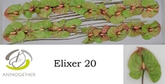 Anth A Elixer 9cm Ø