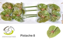 Anth A Pistache 18cm Ø