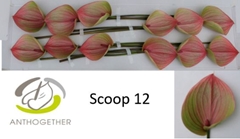Anth A Scoop -ADR- 13cm Ø