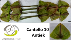Anth A Cantello -ADR- 15cm Ø