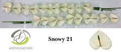 Anth A Snowy 6cm Ø