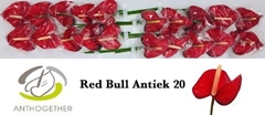Anth A Red Bull 9cm Ø