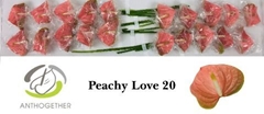 Anth A Peachy Love 9cm Ø