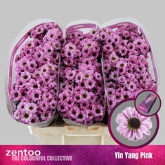 Chr San Yin Yang Pin 55cm 130g