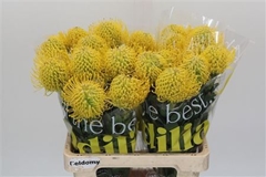 Leuco Ayoba Yellow 60cm