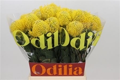 Leuco Ayoba Yellow 50cm