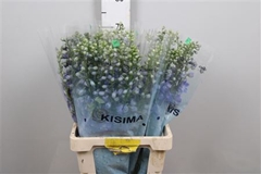 Delph El Guard Blue 60cm 34