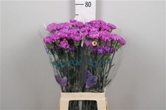 Di St Fl Moonlite 70cm 23