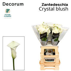 Zant Crystal Blush 65cm