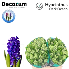Hyac Dark Ocean 30cm