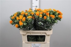 Carth T Zanzibar 80cm