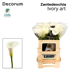 Zanted Ivory Art 55cm
