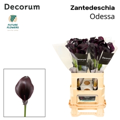 Zant Odessa 60cm