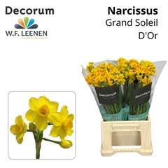 Narc Ta Soleil Dor 45cm 25gram