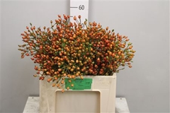 Rosa Magical Miracle 50cm