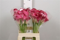 Zant Pink Jewel 60cm