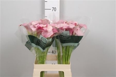 Zant Blushing Lady 65cm