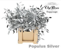 Euca Populus Bes Silver