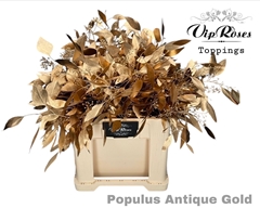Euca Populus Bes Antique Gold