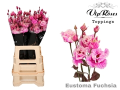 Eust G Alissa Fuchsia