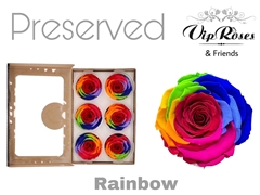 R Preserved Rainbow Red