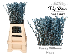 Salix Pussy Willow Navy
