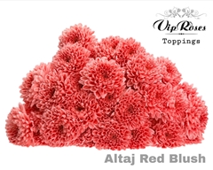 Chr T Altaj Red Blush