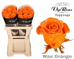 R Gr Wax Orange (60CM)