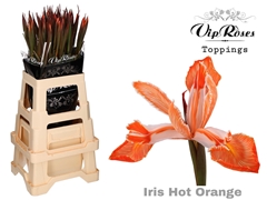 Iris Hot Orange