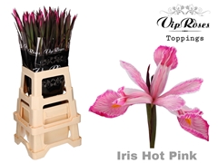 Iris Hot Pink