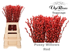 Salix Pussy Willow Red