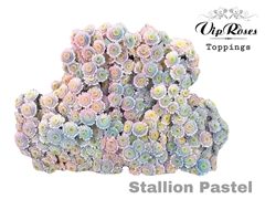 Chr T Stallion Pastel