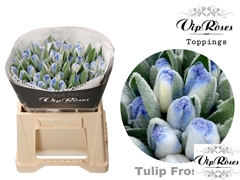 Tu En A Frost Blue