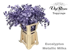 Euca Cinerea Metallic Milka 300GR
