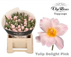 Tu En A Pink Delight