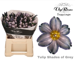 Tu En A Shades Of Grey