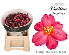 Tu En A Cerise Red